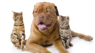 Lleve cada mes al veterinario a su mascota, para que le ayude a eliminar las pulgas y garrapatas.