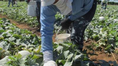 Trabajadores de una empresa exportadora de melones en el sur de Honduras.
