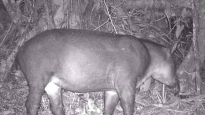 Un ejemplar hembra de danto fue fotografiado una madrugada en la montaña de la cuenca del Cangrejal.