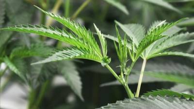 La ley permitirá a mayores de 21 años comprar cannabis y cultivar plantas para su consumo personal./AFP.