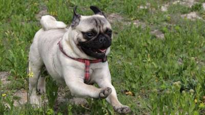 Un perrito en la carrera.