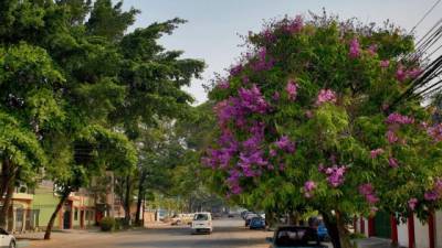 El Árbol de Júpiter de la India adorna diferentes zonas sampedranas como el barrio Los Andes. El árbol requiere un ambiente soleado, con suelos fértiles. Su especie fue introducida en Europa poco después de la mitad del siglo XVIII.