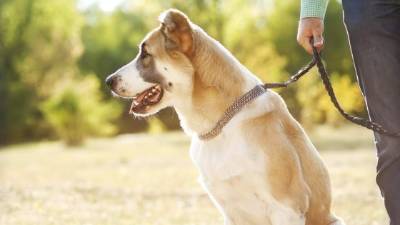 Saque a su perro a pasear en horas de la mañana o en la noche. Siempre lleve una correa para que no se extravíe.