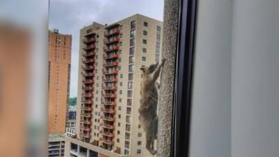 Huéspedes del hotel aseguran que el animal saltó del edificio y huyó sin ningún rasguño.