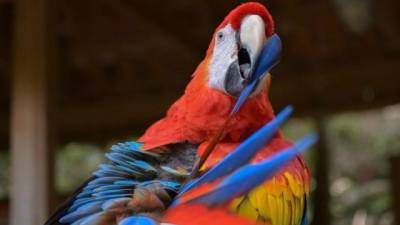 El centro de incubación y crianza asistida está en el Parque de Aves Macaw Mountain.