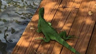 Fotografía de una iguana verde el 28 de diciembre de 2017, en un muelle de la Bahía de Vizcaya, en Miami, Florida (EEUU.). EFE/Archivo