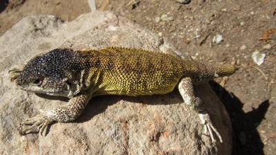 Se diferencia de otras especies de su género por presentar escamas trífidas.