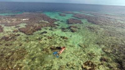 Se está llevando a cabo un programa de restauración de coral, que es luego trasplantado en el arrecife.