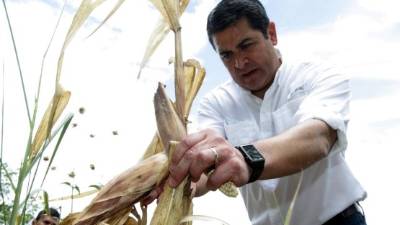 Preocupado se muestra el Presidente por la pérdida de cultivos.