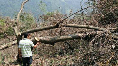 La tala y quemas en la montaña para la siembra de palma y otros productos es permanente. Fuentes de agua se están secando.