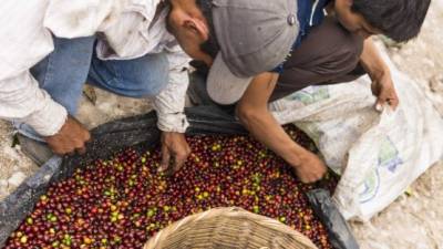 Dos trabajadores seleccionan granos de café maduros en una pequeña finca de la zona norte de Honduras.