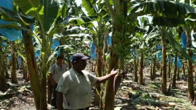 Dos productores independientes trabajan en cultivos de banano a las afueras de La Lima. Foto: Amílcar Izaguirre