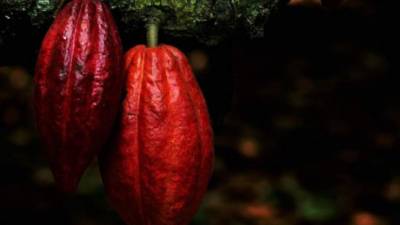 El objetivo de los productores es totalizar no menos de 1,400 toneladas de cacao.