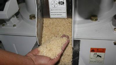 Honduras tosavía no es autosuficiente en arroz.