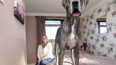 El perro mide más de dos metros de la cabeza a la cola, por lo que no está muy lejos del perro más grande del mundo según el Libro Guinnes.