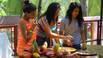 Una degustación de dulces y postres a base de cholocolate es parte de la aventura que se vive en El Ocote, que forma parte de la Ruta del Cacao.