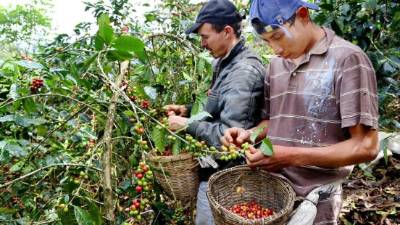 Los cafetales están cargados de granos rojos listos para ser cortados. Imágenes de una finca en Comayagua.