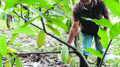 La producción de cacao es rentable.