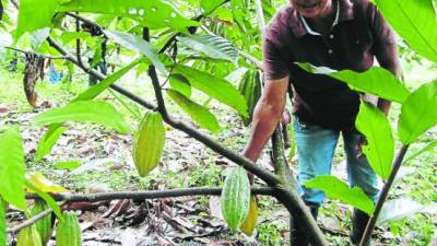 La producción de cacao es rentable.