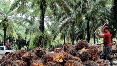 Frutos de palma de donde se obtiene el aceite.