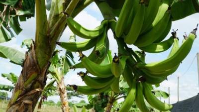 Muchas familias hondureñas obtienen su medio de vida con el cultivo y venta de plátanos.