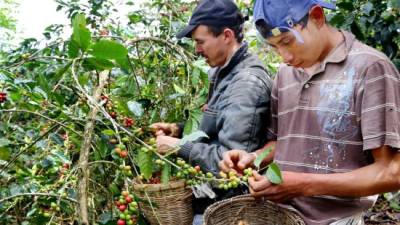 Los cafetaleros esperan captar 1,300 millones de dólares por la venta del grano al mercado internacional.