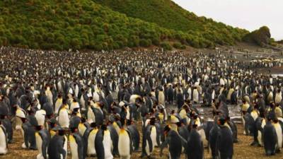 En la isla habitan pingüinos de todos los tamaños.