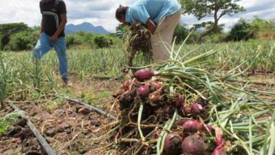 Productores de cebolla en Lejamaní, Comayagua.