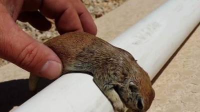 Rick Gruber salvó a este roedor que se había ahogado en una piscina. Foto cortesía de CNN.
