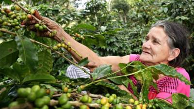 Honduras es el quinto país productor de café en el mundo. El clima y plagas como la roya han afectado la producción del grano. Miles de familias dependen de este cultivo.