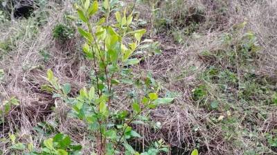 La plantación de hoja de coca fue descubierta en una zona montañosa de Olanchito.