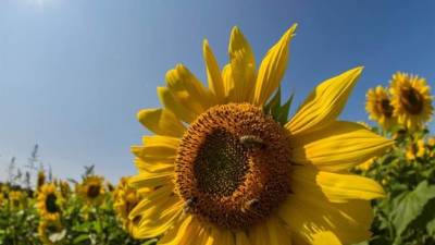 Abejas recogen polen de un girasol en la granja Colby en Newbury, Massachusetts, Estados Unidos. EFE/Archivo