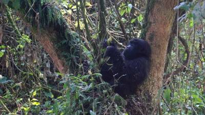 La guerra, la caza ilegal y la pérdida de una parte de su hábitat son algunos de los factores que han puesto en un 'peligro inminente' al gorila más grande del mundo. AFP.