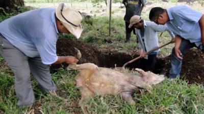 Jorge Alberto Figueroa muestra uno de los terneros muertos. Fotos: Efraín Molina