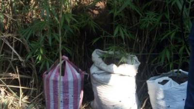 Tres de las plantas de marihuana decomisadas a los menores.