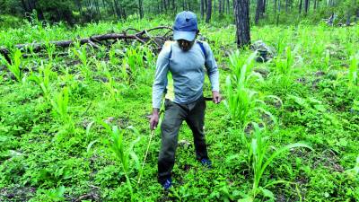 Honduras se encuentra en cultivo de maíz, frijol y arroz en la cosecha de postrera.