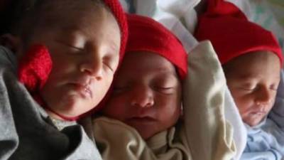 Ellos son los trillizos. Tienen buen apetito y ya fueron alimentados por su madre. Foto: Amílcar Izaguirre.