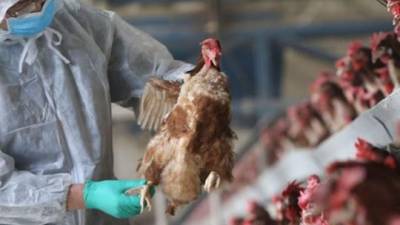 'Las aves de corral fueron sacrificadas en tres granjas avícolas', dijo una portavoz de AFSCA, Stéphanie Maquoi.
