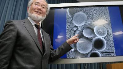 Ohsumi reveló mecanismos de la autofagia. Foto: AFP
