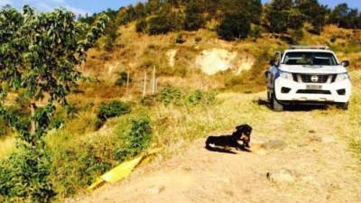 El perro estaba a un lado del cadáver de su amo.