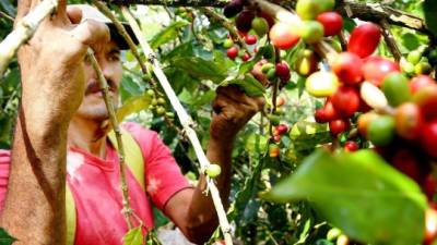 Por la venta de café en el ciclo 2014-2015 se espera captar $1,200 millones.