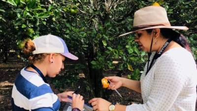 Expertos en cítricos realizan pruebas en las frutas para echar andar un plan de erradicación del hongo.
