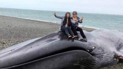 El cetáceo apareció muerto en una playa ubicada a 180 kilómetros de la ciudad de Punta Arenas. Foto: Twitter @sernapesca