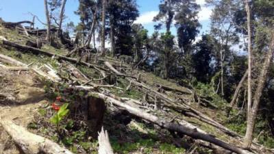 La tala es incontrolable en el parque nacional Pico Pijol. Las fuentes de agua que abastecen a los pobladores de varios municipios se están secando por el daño ambiental.