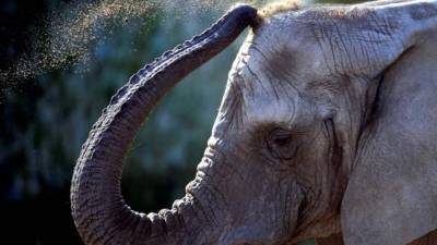 Hasta ahora, muchos estudios sobre cómo duermen los elefantes habían indicado una media de entre cuatro y seis horas diarias, pero se hicieron con animales en cautividad o no pudieron distinguir con precisión el periodo en el que dormían y el de reposo. EFE/Archivo