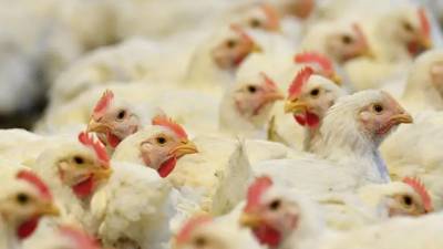 El titular del Senasa le recomendó a la población que denuncie cualquier síntoma extraño en las gallinas, como dificultad para respirar, caminar o muerte repentina. Imagen referencial de archivo.