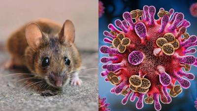 El hantavirus ha encendido las alertas sanitarias a nivel internacional tras confirmarse un brote en un crucero que navegaba en el Atlántico, donde varios pasajeros y tripulantes resultaron contagiados.