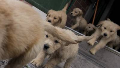 50-day-old Golden Retriever puppies are seen at the Chilean police canine training school in Santiago, on October 09, 2018. - Two hundred dogs of different breeds, such as German Shepherd, Belgian Shepherd, Labrador, Golden Retriever and Swiss Shepherd, are trained at the training school located in the San Cristobal hill, a green lung in downtown Santiago. (Photo by Martin BERNETTI / AFP) / TO GO WITH AFP STORY BY MIGUEL SANCHEZ