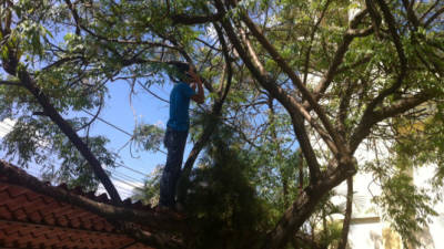 Algunos vecinos pateplumas deben subirse a los árboles para encontrar señal telefónica.