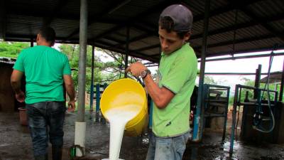 <b><span class=mln_uppercase_mln>tecnificación.</span></b> Dos trabajadores procesan leche recién ordeñada en una hacienda de la zona norte.
